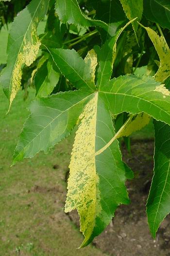 liquidambar_styraciflua_aurea_2.jpg