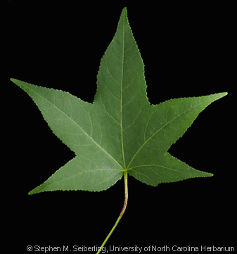 Liquidambar_styraciflua_leaf01.jpg