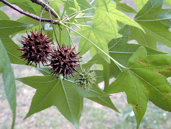 Liquidambar_styraciflua_main.jpg