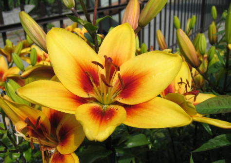 lirio-amarillo.jpg