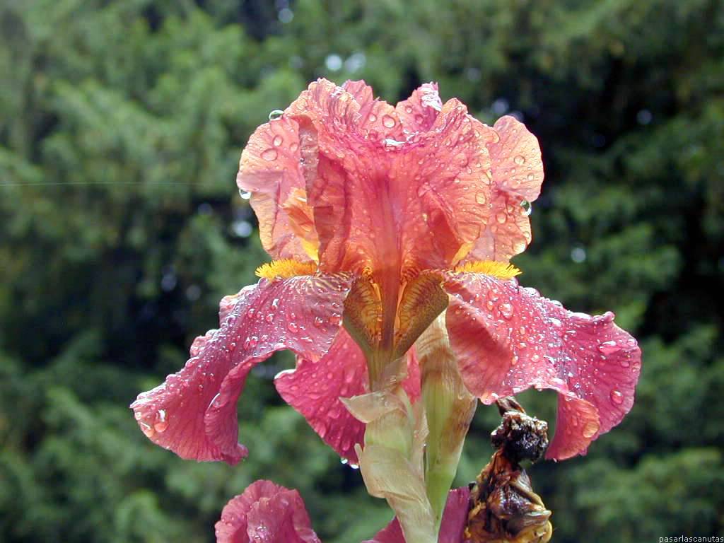 lirio022.JPG