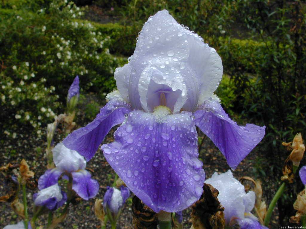 lirio033.JPG