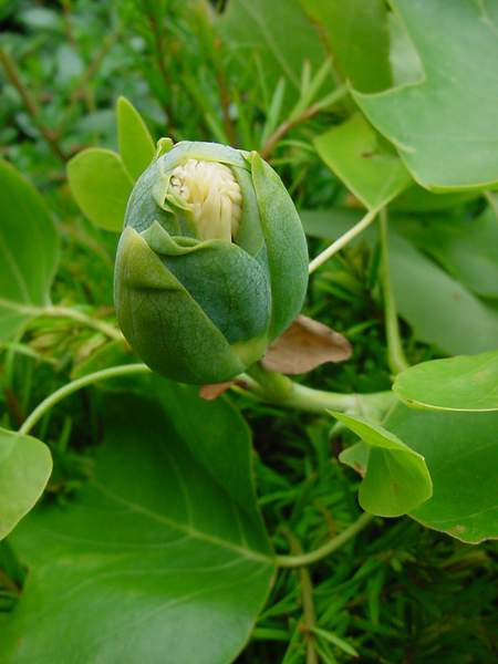 liriodendron_bouton_floral.JPG