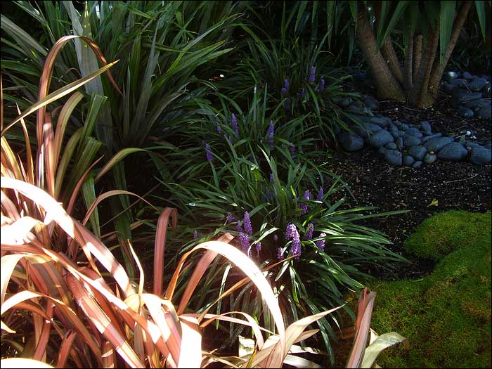 liriope-muscari-2.jpg