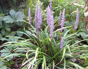 liriope-muscari.jpg