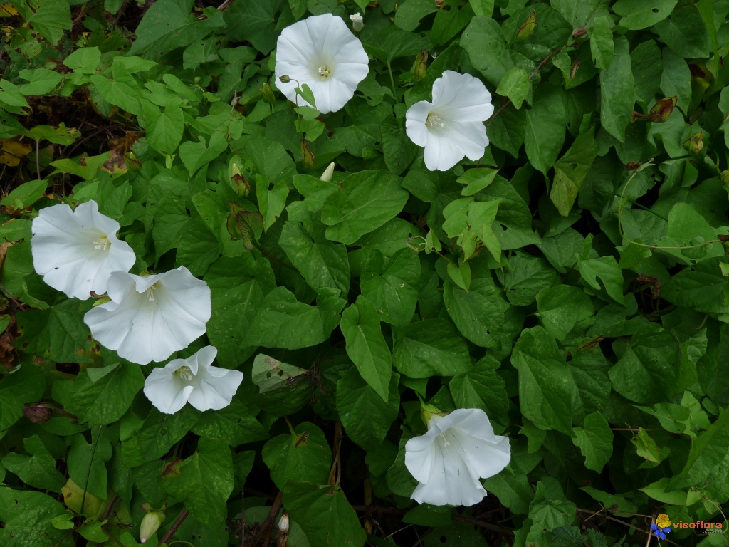 liseron-des-haies----calystegia-sepium-visoflora-82948.jpg