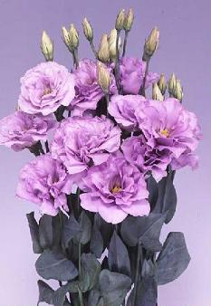 lisianthus%20lavender.jpg