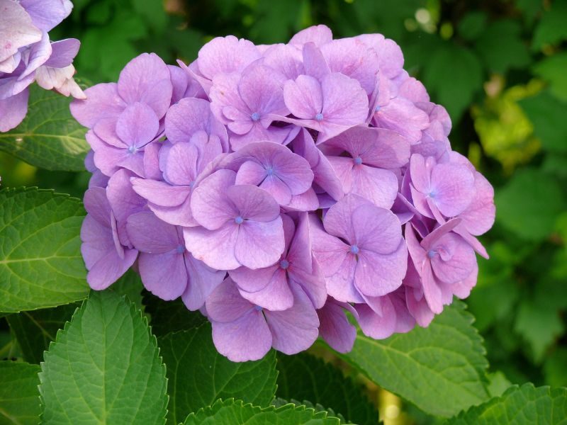 lista-de-flores-bonitas-hortensias.jpg