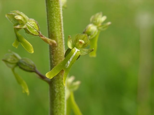 Listera%20ovata%2000007.JPG