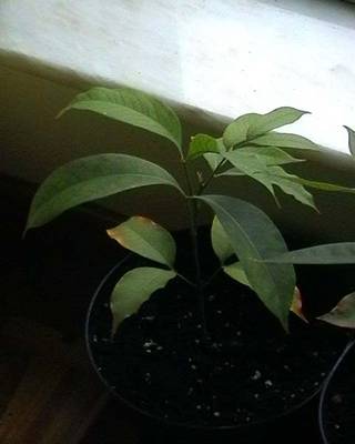 litchies.jpg
