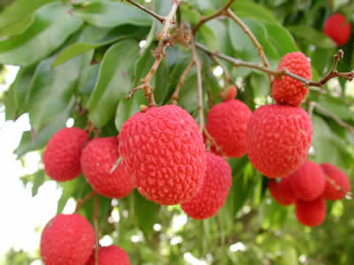 litchIs%20urquidEz.jpg