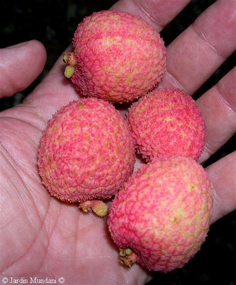 litchis-madurs.jpg