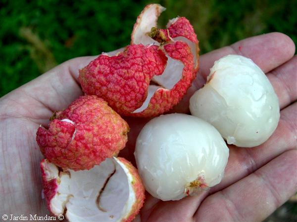 litchis-pelats.jpg
