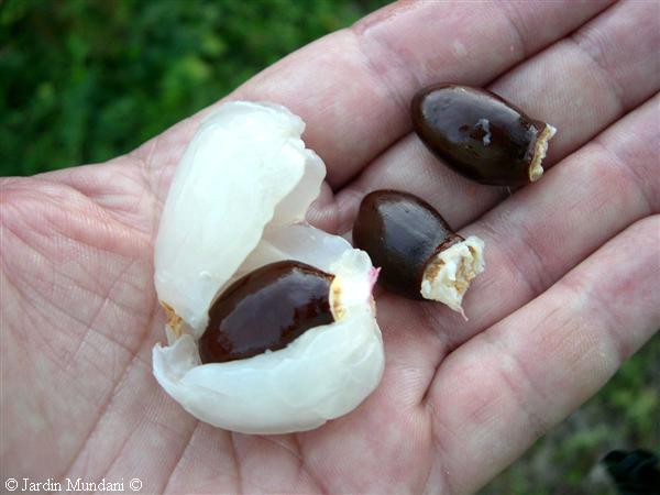 litchis-pinyols.jpg