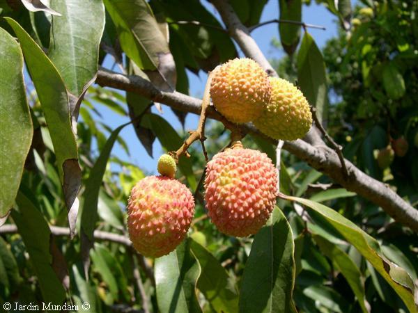 litchis7.jpg