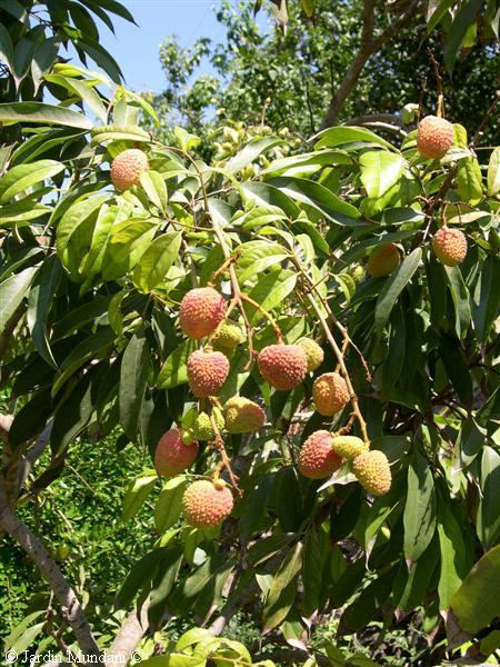litchis9.jpg
