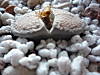 lithop.jpg