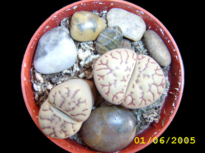 lithop2.jpg