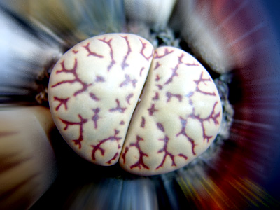 lithop3.jpg