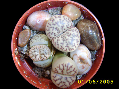 lithop4.jpg