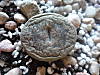 lithop_arrugado.jpg