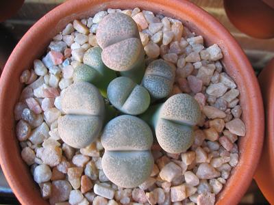 Lithops-001-02.JPG