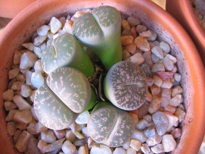 Lithops-002-2.JPG