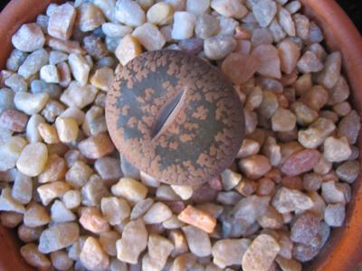 Lithops-003-2.JPG