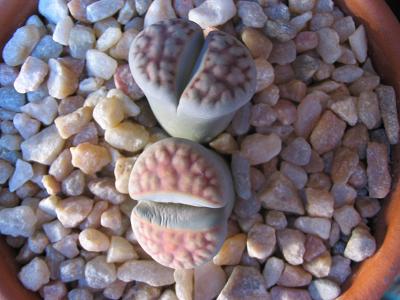Lithops-004-2.JPG