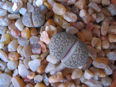 Lithops-005-2.JPG
