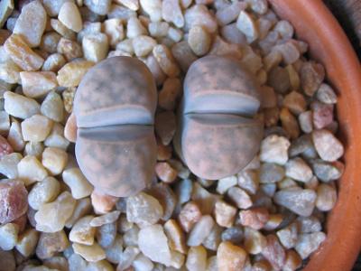 Lithops-006-2.JPG