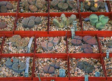 lithops-2.jpg