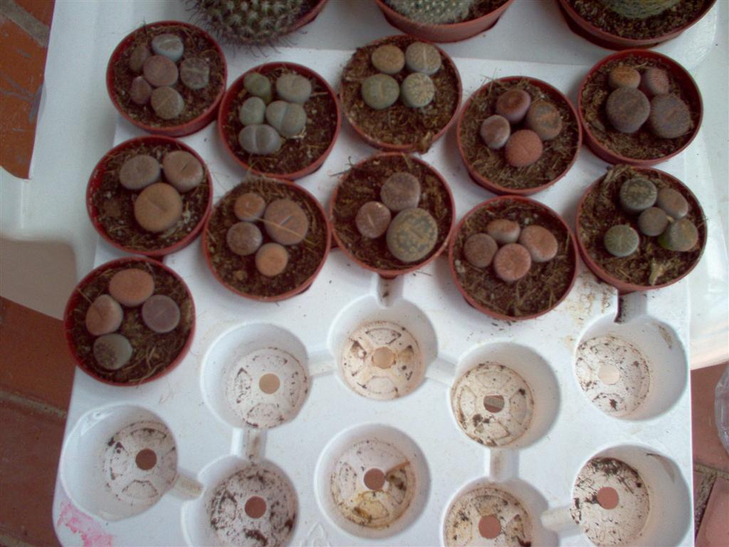 lithops%20%283%29.jpg