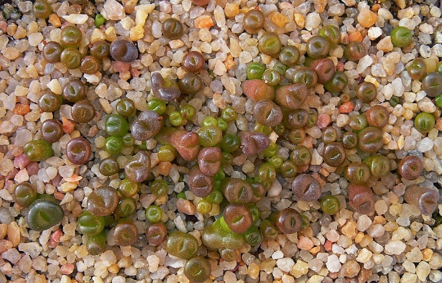 lithops%2B15-01-2015.jpg