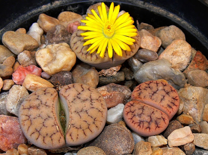 Lithops%2Bgracilidelineata%2Bbrandbergensis%2BC%2B383.jpg