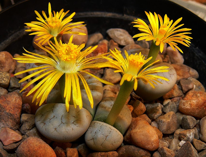 Lithops%2Bgracilidelineata%2BC374.jpg