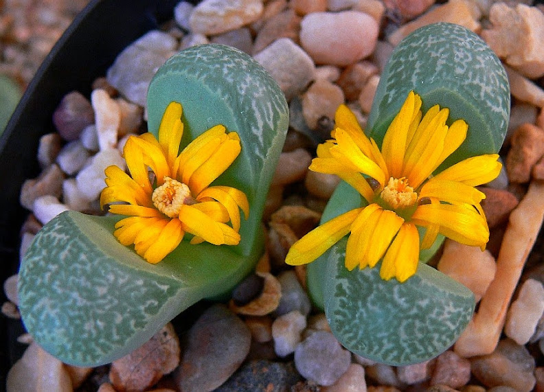 Lithops%2Bhelmutii1.jpg