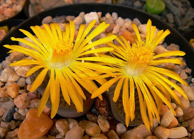 Lithops%2Bhookerii%2Bdabneri.jpg