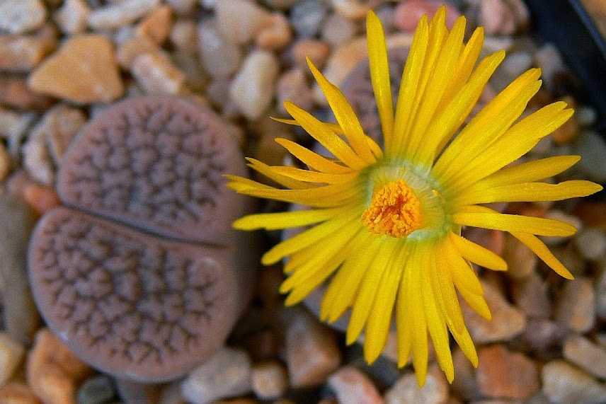 Lithops%2Bhookerii%2Bvermiculata.jpg