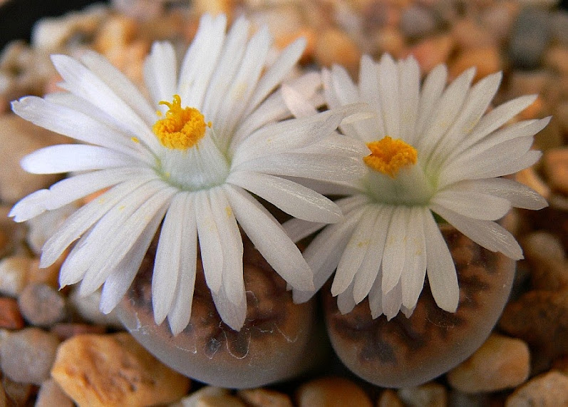 Lithops%2Bkarasmontana%2Beberlanzii.jpg