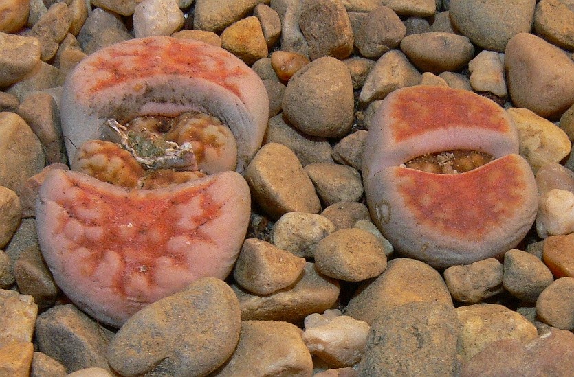 Lithops%2Bkarasmontana%2Blaterita.jpg