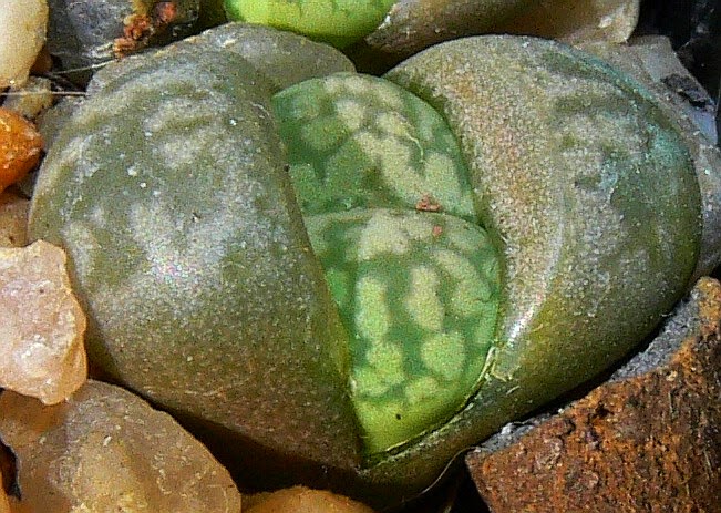 Lithops%2Botzeniana%2B%27Aquamarine%27.jpg