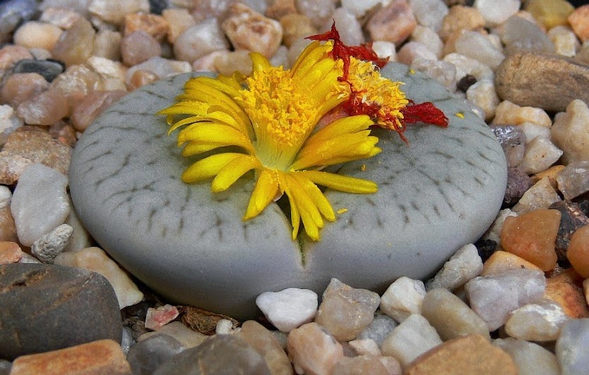 Lithops%2Bpseudotruncatella%2Barcherae.jpg