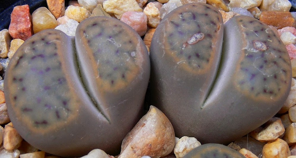 Lithops%2Bschwantesii.jpg