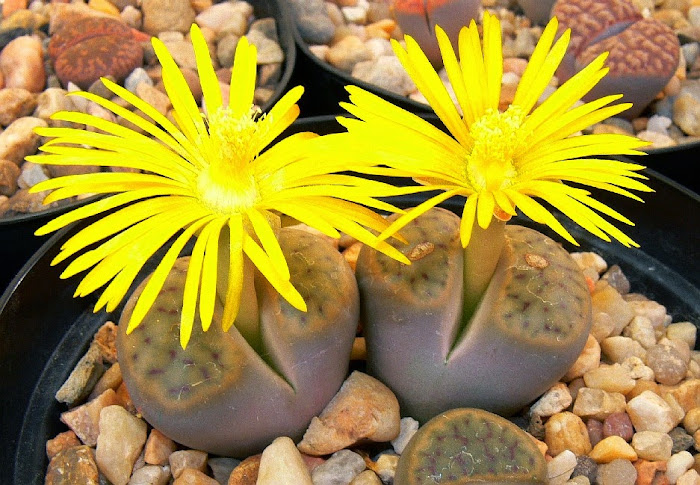 Lithops%2Bschwantesii.jpg