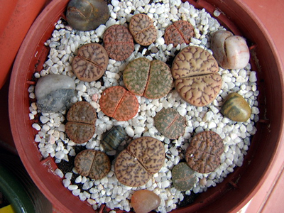 lithops%7E0.jpg