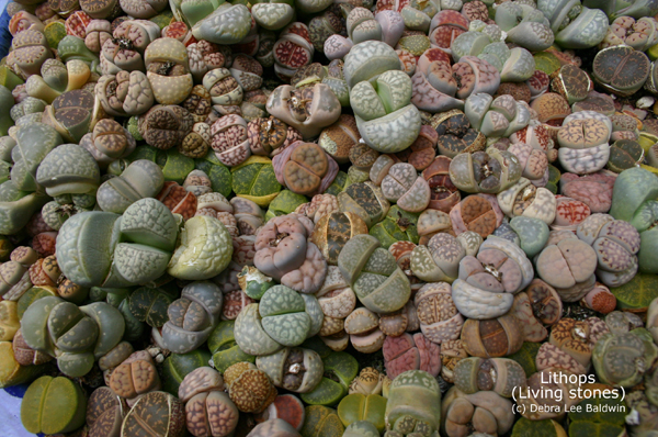 Lithops.jpg