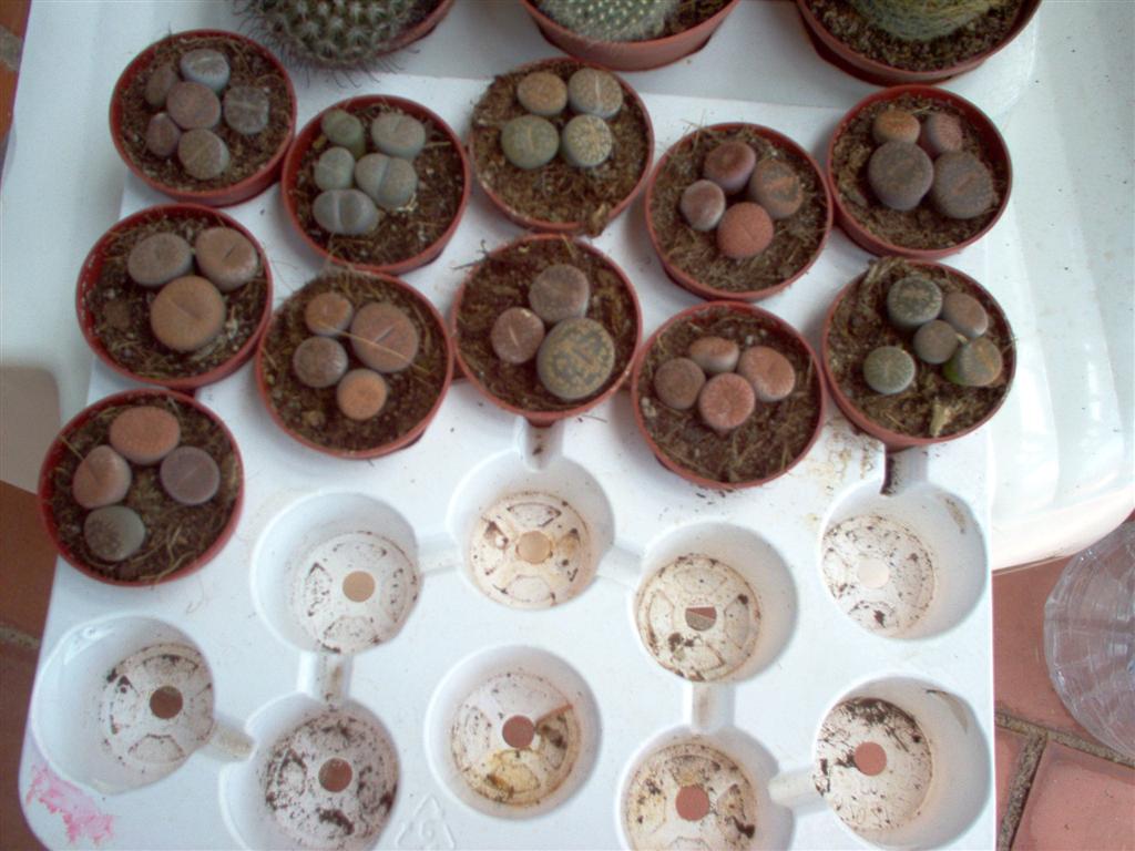 lithops.jpg