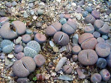 lithops.jpg
