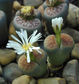 lithops-la-planta-piedra.jpg
